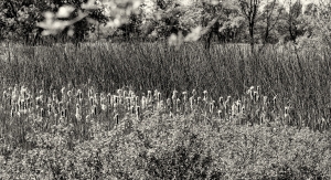 IMG_1653-Edit-Edit-Edit