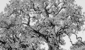 IMG_3360-Edit-Edit