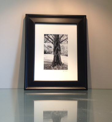 Dawn Redwood Framed