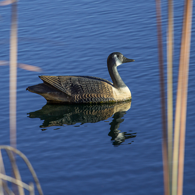 Sitting Duck