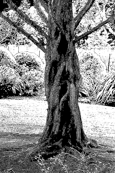 Dawn Redwood